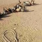 البيع