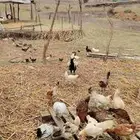 دجاج بلدي للبيع
