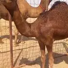 بكره حمراء دهماء