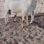 تيس بيشي أكحل