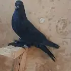 حمام شامي