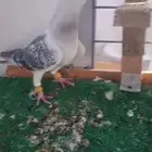 حمام شامي