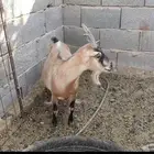 ماعز قزم