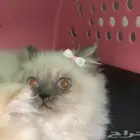 قطط