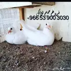 مطلوب فراحه حمام فرنسي
