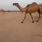 عرض ضروربه كفوا على جميع الشرورط سنها ام ثاني