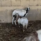 بربريه معها رخل