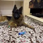 جيرمن شيبرد بلاك اند تان