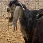 فحل عارضي معرف