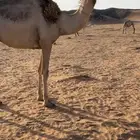 بكره شقحاء