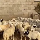 طليان ورخال حرية
