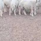 طليان حريه مراح نظيفه العدد 11
