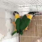 زوك كايك بلاك