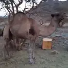 جمل فحل للبيع