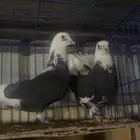 جوز درع لبيع