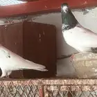 زوج باكستاني للبيع
