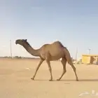 بكره حقه صفراء