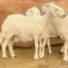 للبيع شياه نجد صنف دفيع شرط.