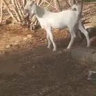 تيس مقفل ذبيحه