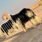 للبيع فحل نجدي صنف ( تم البيع )