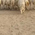 فران للبيع مخاصي