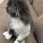 قطة شيرازي للبيع