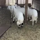 4 طليان بريه وكفو جبره