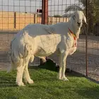 فحل صنف الصنف