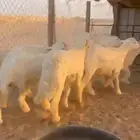 ذبايح خرفان رخال تيوس جفار