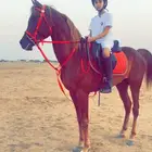 للبيع حصان عربي جمال