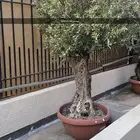 اشجار زيتون معمر