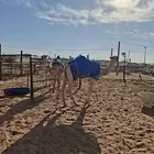 قعود للبيع.