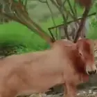 للبيع للتواصل  050 634 4627