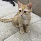 ذكر للتبني عمره شهرين ونص