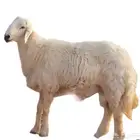 بهم تربيه فاخر