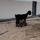 للبيع ماتبيع العنز معها اثنين والشاه معها واحد