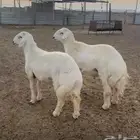 فحول صنف الصنف