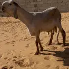 ساكني جذع خصم
