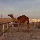 للبيع القعود