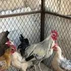 دجاج للبيع بياض