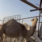 حشو للبيع