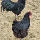 للبيع دجاج استرالوب منتج