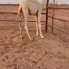 قعود ( تم البيع )