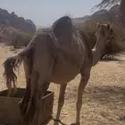 ناقه حمرا متلي تلاقي شهر لي يجي الموقع العلا