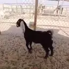 جفره عارضيه