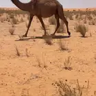 بكره لقحه