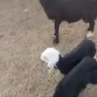 نعجه نجدية متاومه