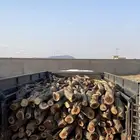 القصيم