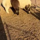 خرفان نعيم طيييبه