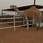 قعود جذع